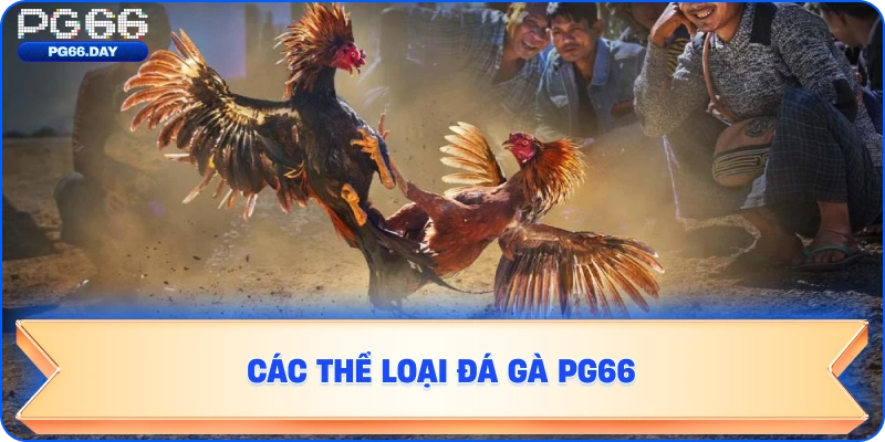 CÁC THỂ LOẠI ĐÁ GÀ PG66